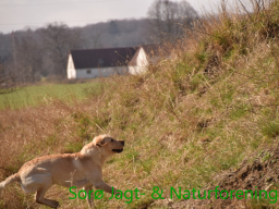 Hundetræning efterår 2016